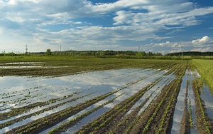 OBJAVLJEN NATJEČAJ ZA OSIGURANJE USJEVA, ŽIVOTINJA I BILJAKA